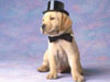 le show du labrador :!!!!!!!!!!!!!!