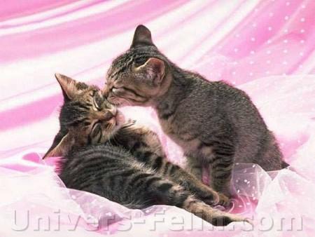 to kittens...