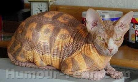 Chatortue