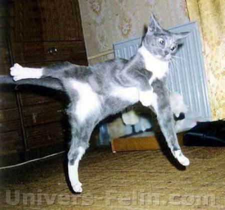 cat...