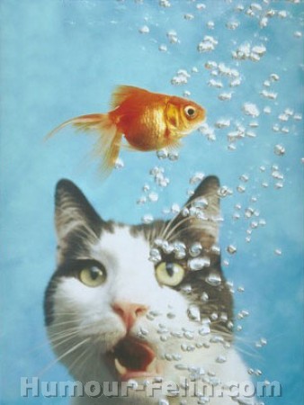 Bloup Bloup !!!!