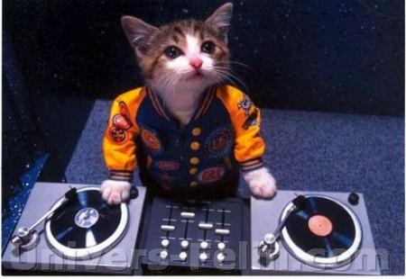 dj cat !